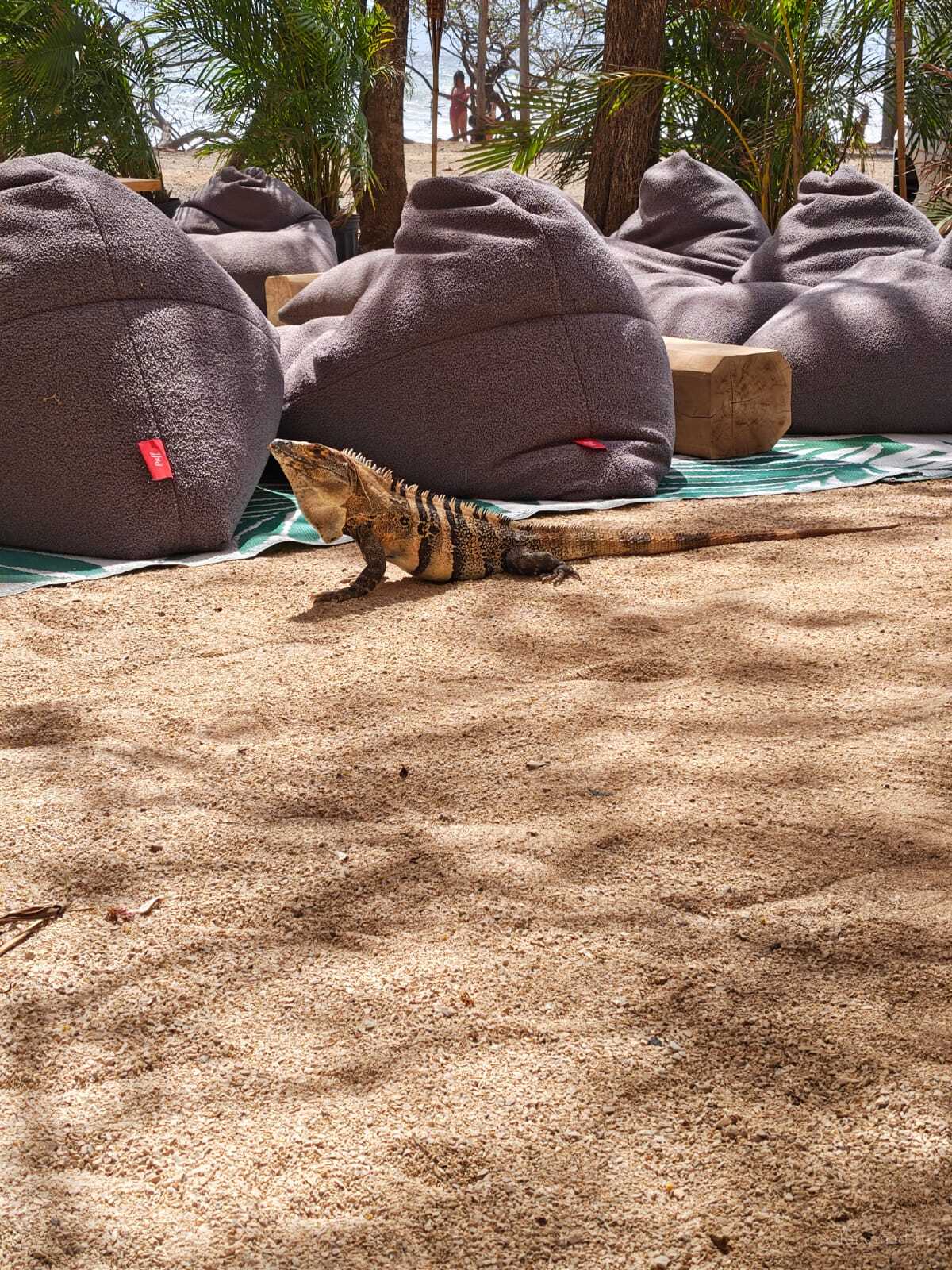 Iguana at Manta restaurant